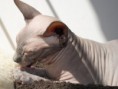 /album/neytiri/abkocicky-070-jpg1/